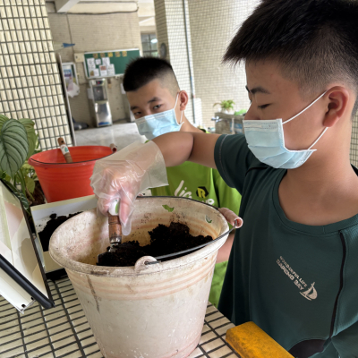 蝙蝠排遺秤重後再堆肥