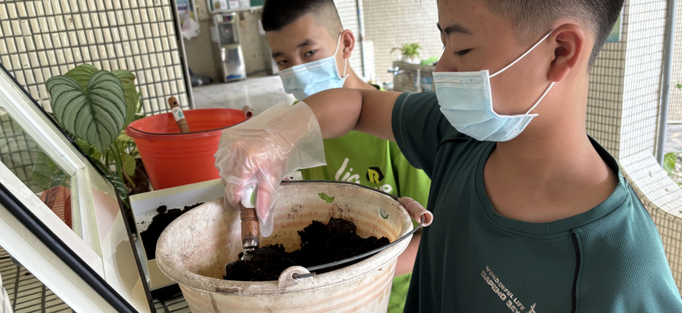 蝙蝠排遺秤重後再堆肥